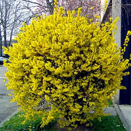  Forsythia  